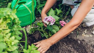 picture of woman planting a hydrangea into soil