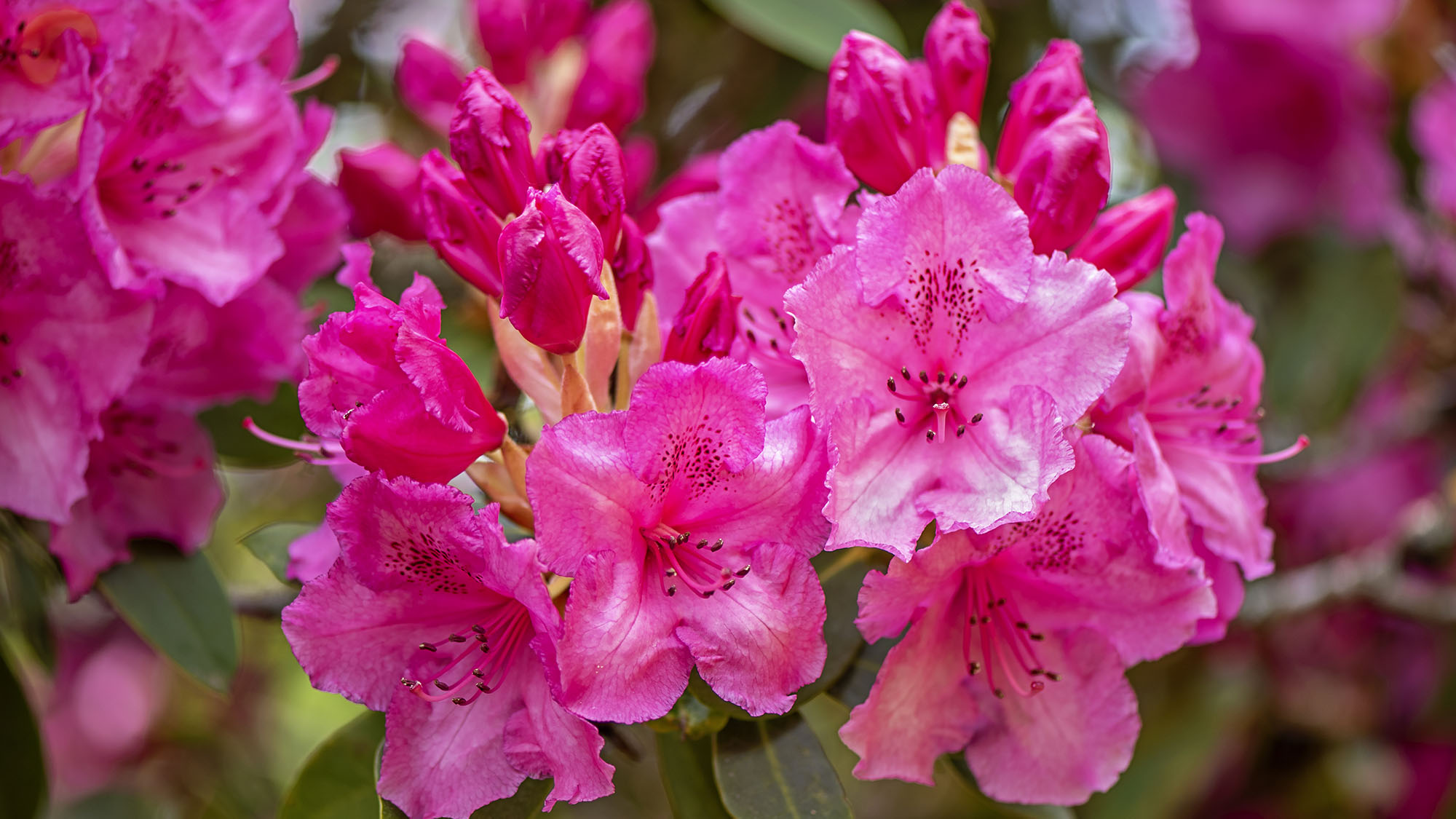 Pink rhododendron flowers close up