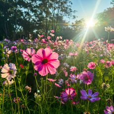colorful cosmos flowers in summer sunshine