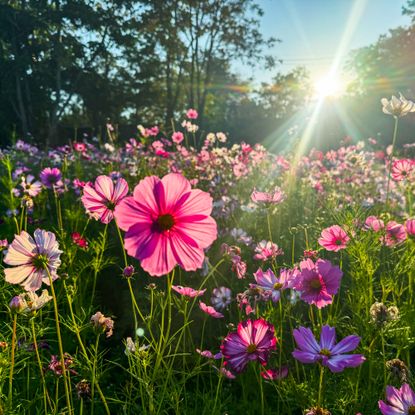 colorful cosmos flowers in summer sunshine
