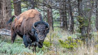 American bison with aggressive posture
