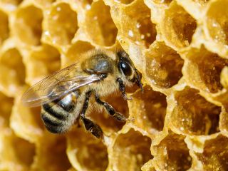 A close up of a bee in a hive