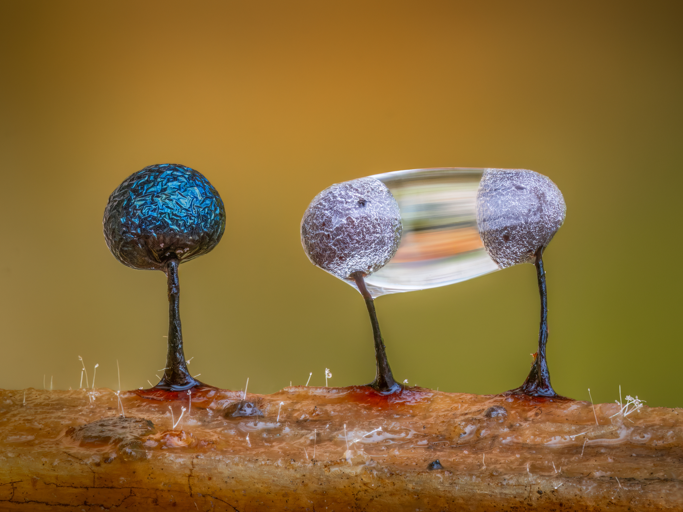 Close-up of three tiny dark slime mold fruiting bodies on a twig with blurred golden-green background