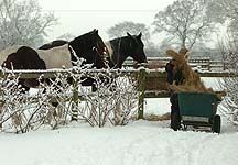 winter-hay.jpg