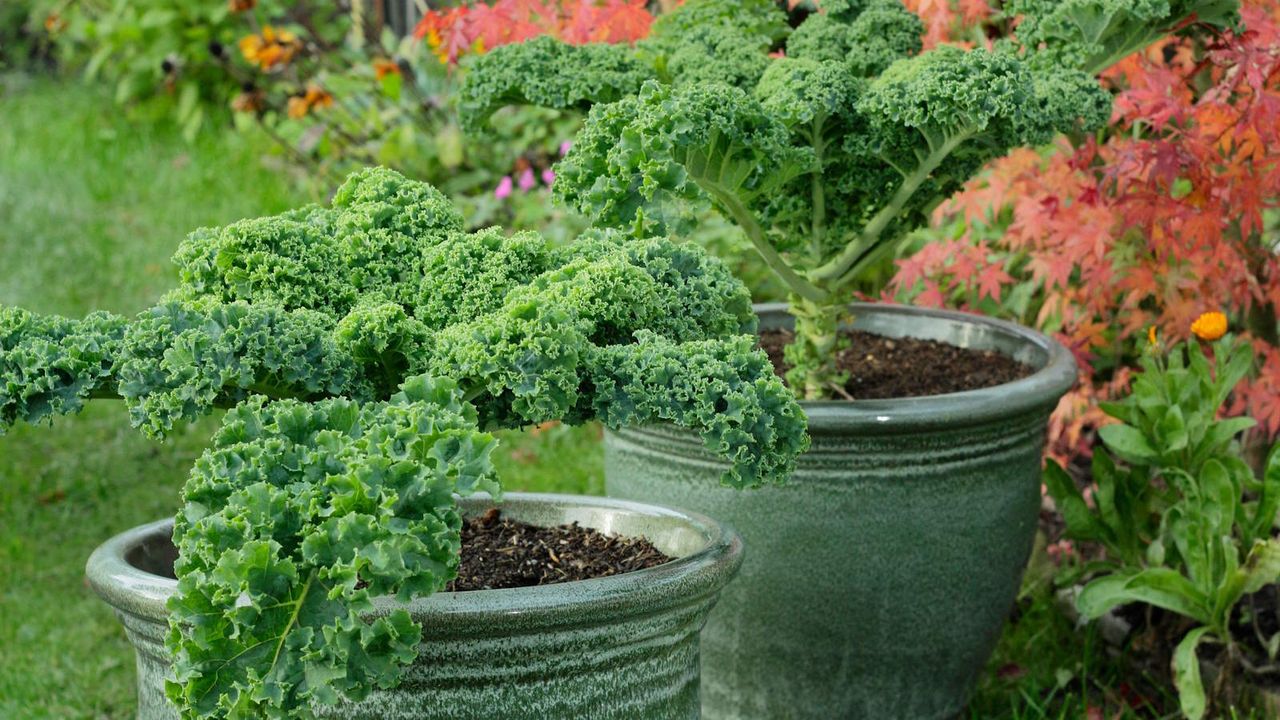 &#039;Dwarf Green Curled&#039; kale growing in pots 