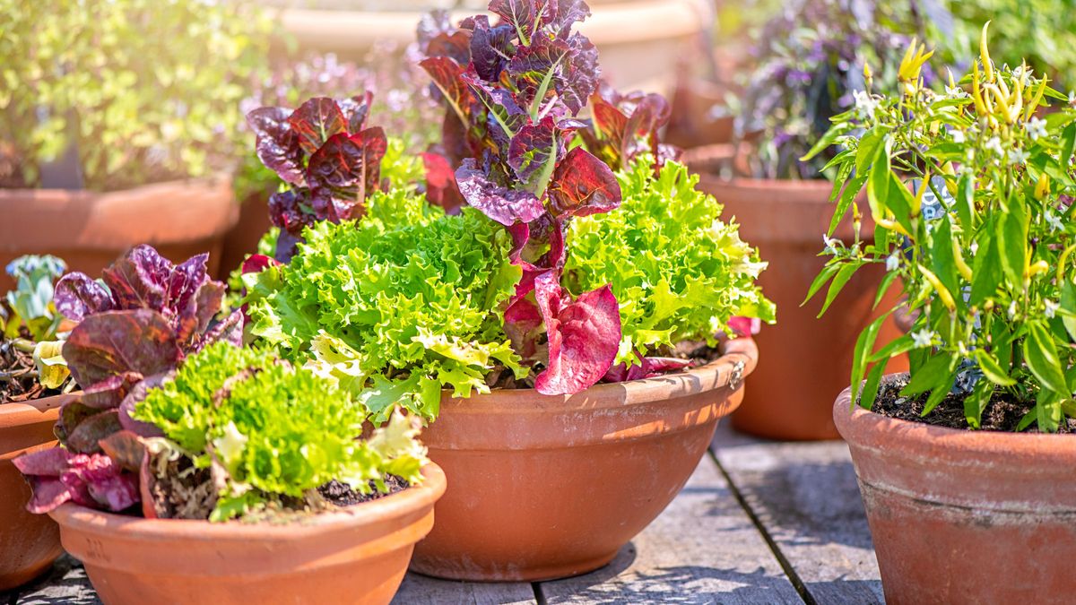 Stop Growing These 6 Vegetables in the Ground – They Grow Better in Containers for Longer, Tastier Harvests