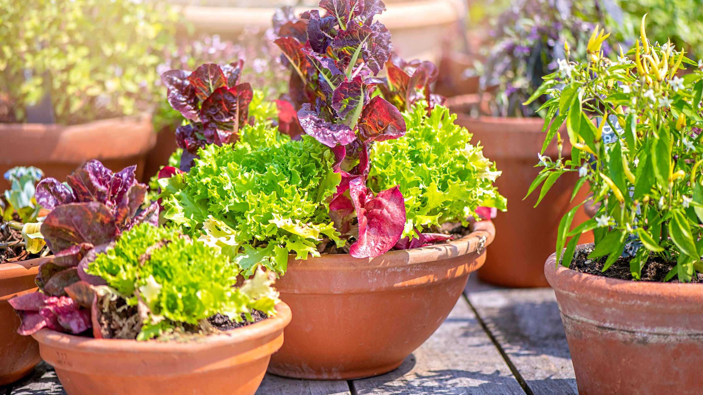 red and green salad plants growing in wide rimmed terracotta pots on sunny table