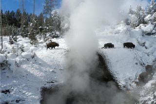 Yellowstone bison, yellowstone national park