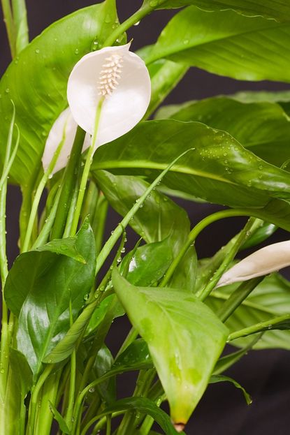 peace lily water