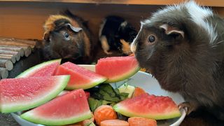 guinea pigs eating watermelon