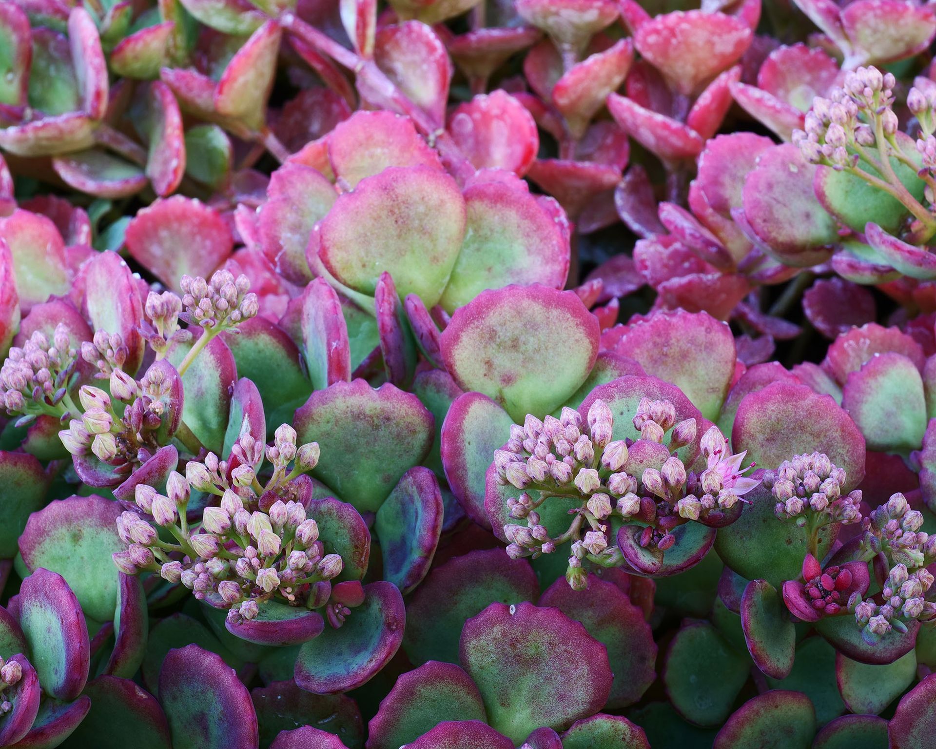 Sedum sieboldii with pink tinged leaves and flowers