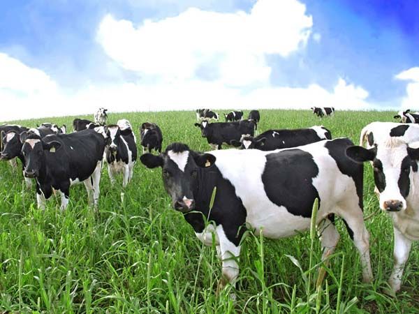 Chinese researchers have made headlines by genetically modifying a herd of 300 cattle to produce milk that is somewhat akin to human breast milk.