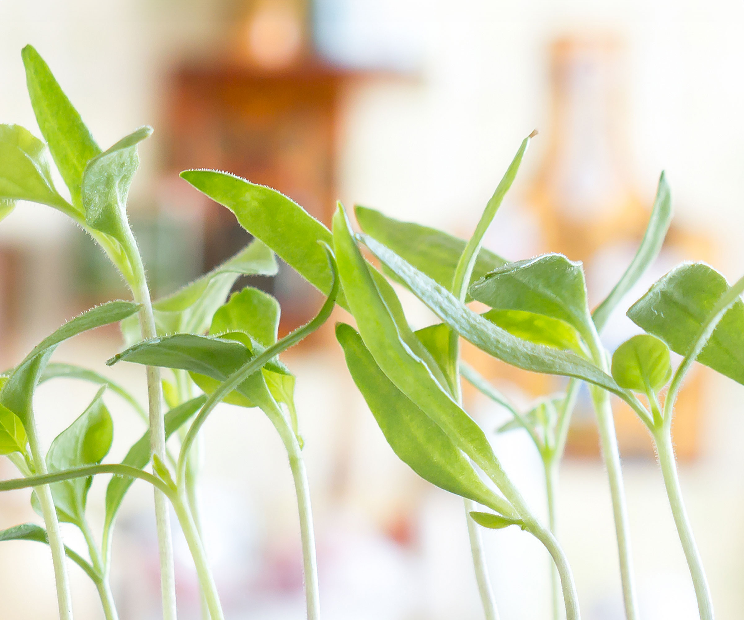 leggy seedlings leaning towards light