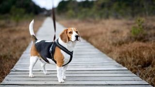 Beagle standing on a boardwalk wearing a harness