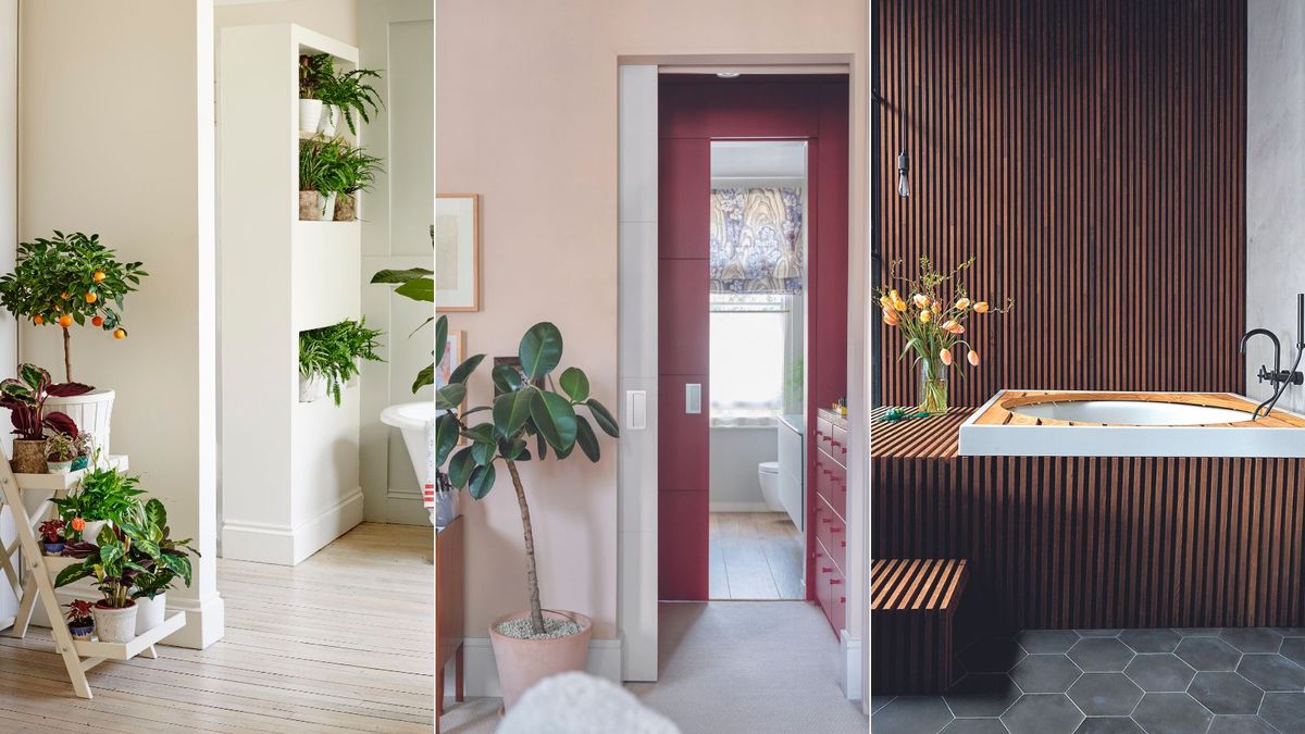 Houseplants that banish condensation: according to experts