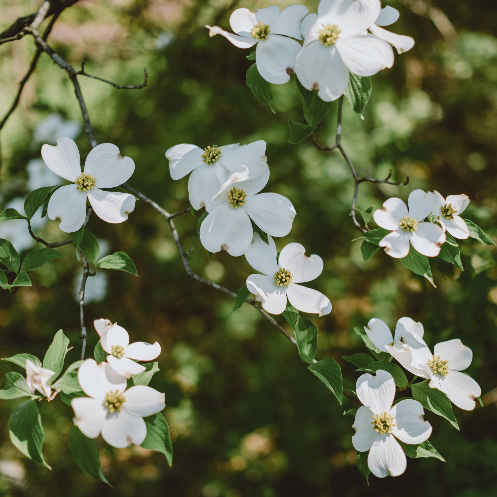 Dogwood blossoms - Grace Cary - GettyImages-1486202597