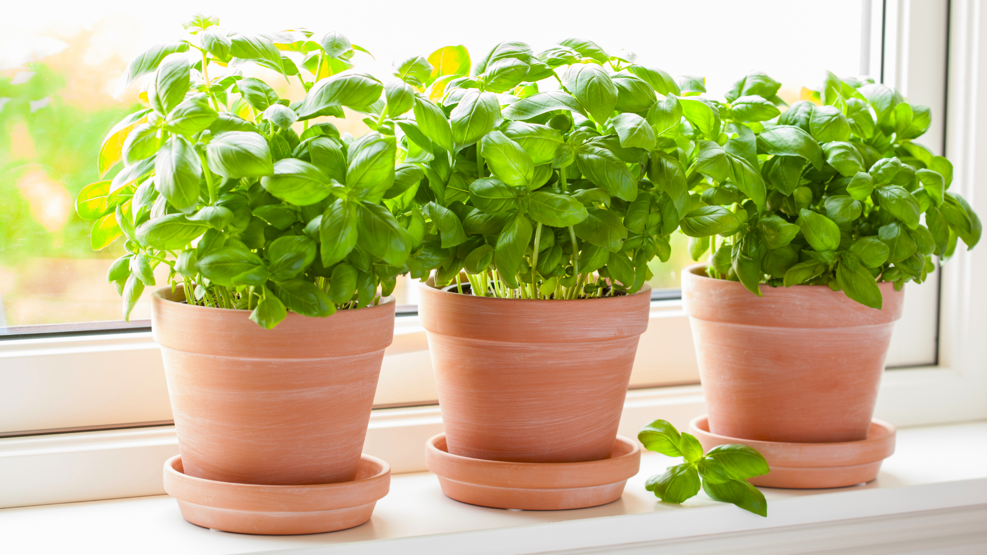 potted basil plants on a windowsill 