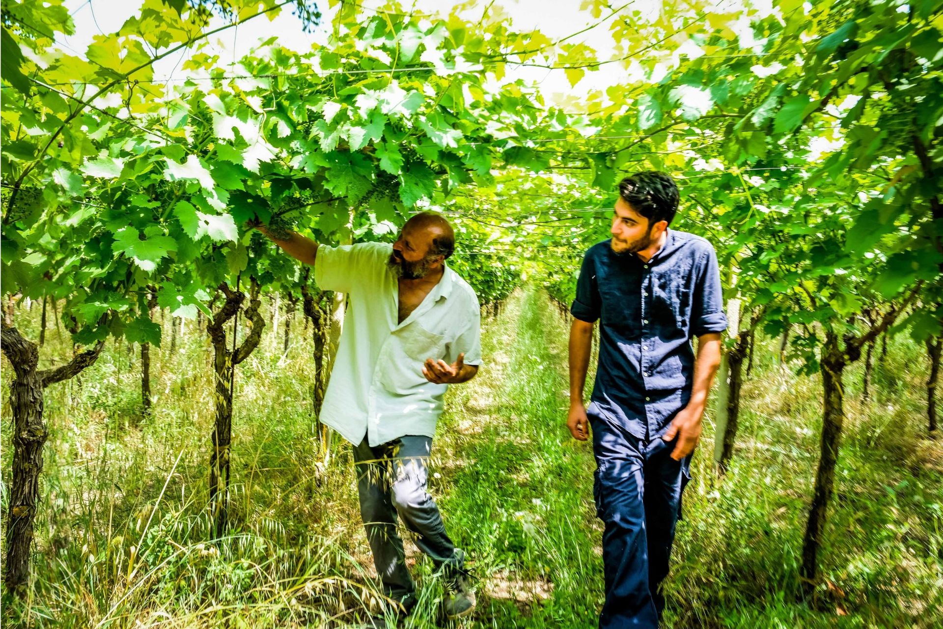 Dry Farm Wines organic wines