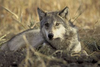 gray wolf in wild