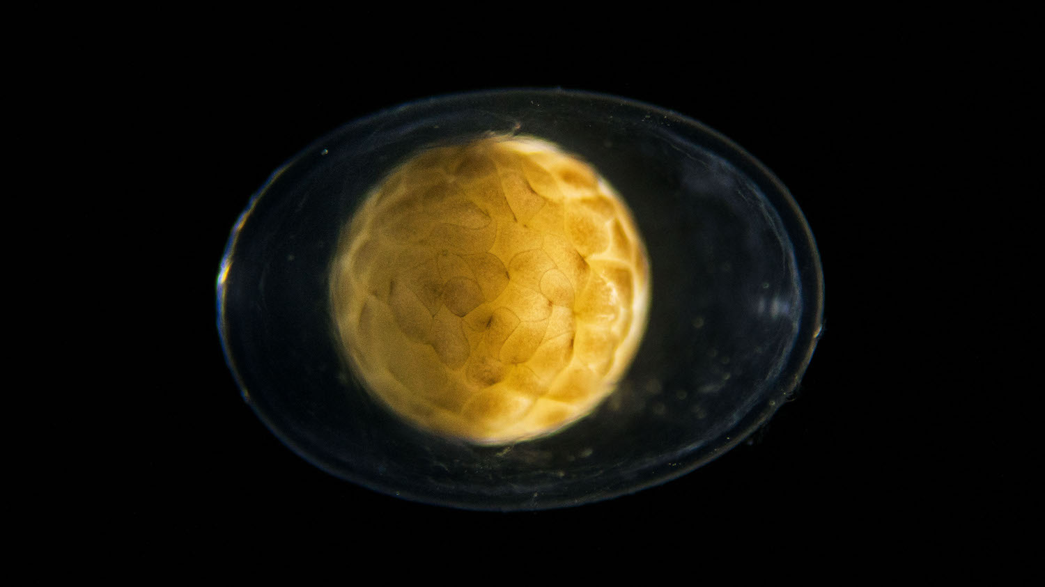In almost no time at all, the yellow salamander embryo has already divided into hundreds of cells.