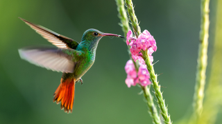 Rufous-tailed hummingbird collecting nectar