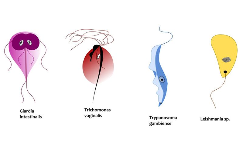 Giardiasis terhes nőkben, A trichomoniasis