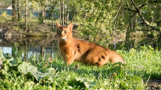 Somali cat