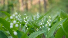 Lily of the valley in bloom with white flowers