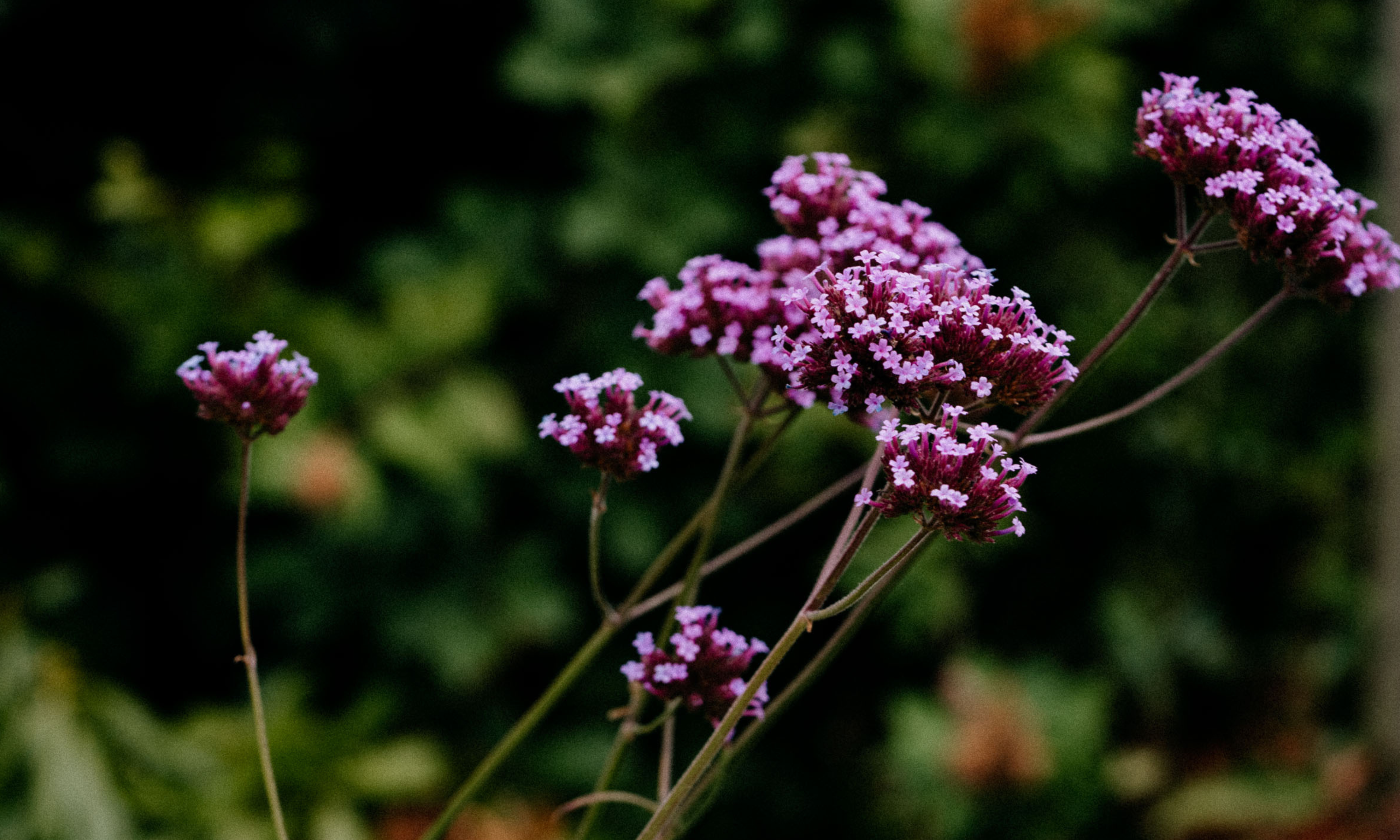Verbena bonariensis