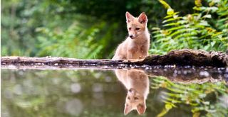 fox near a garden pond to show how to keep foxes from coming in your garden by covering ponds