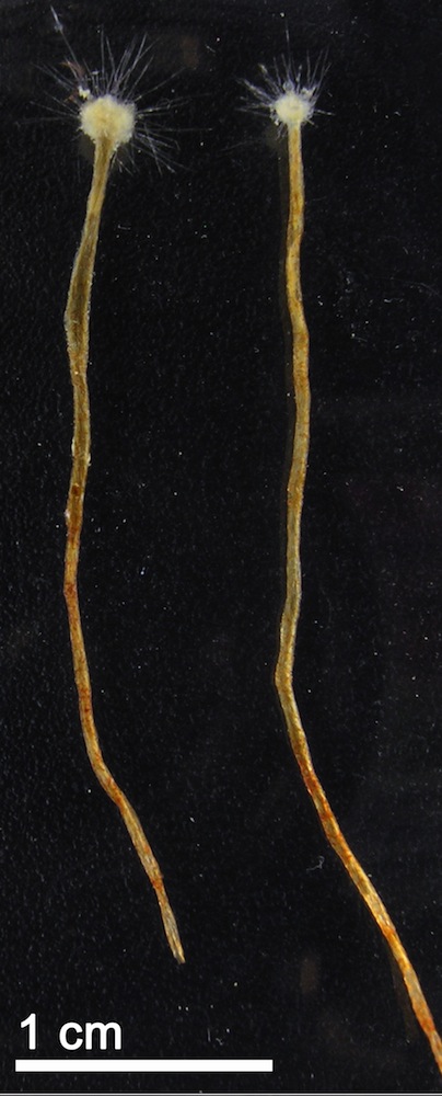 spiculosiphon full body image