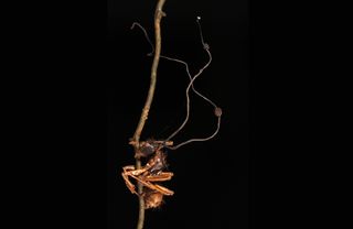 A "zombie" bullet ant clasps a branch; spore-producing stalks of the fungus that parasitized and killed the ant protrude from its head.