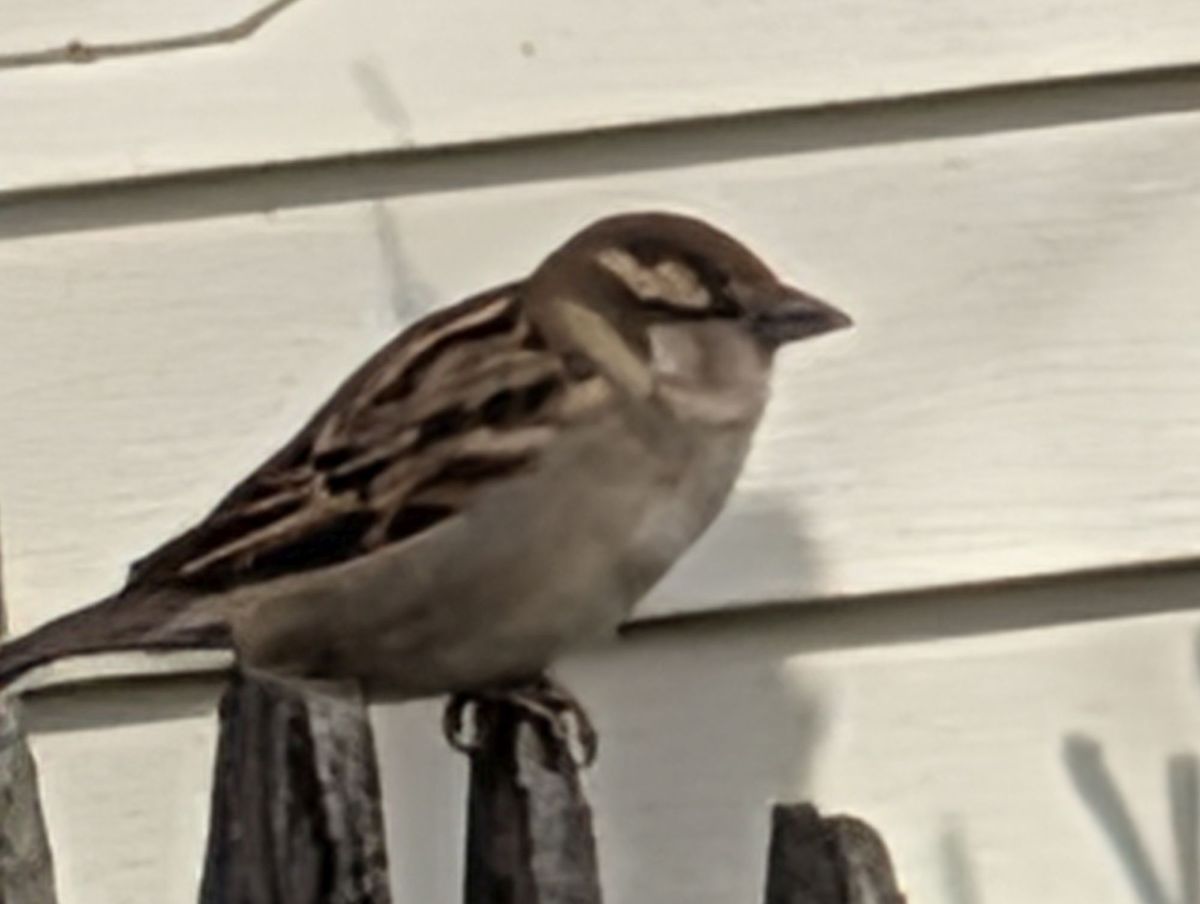 Google Pixel 10 Pro XL 100x sample.