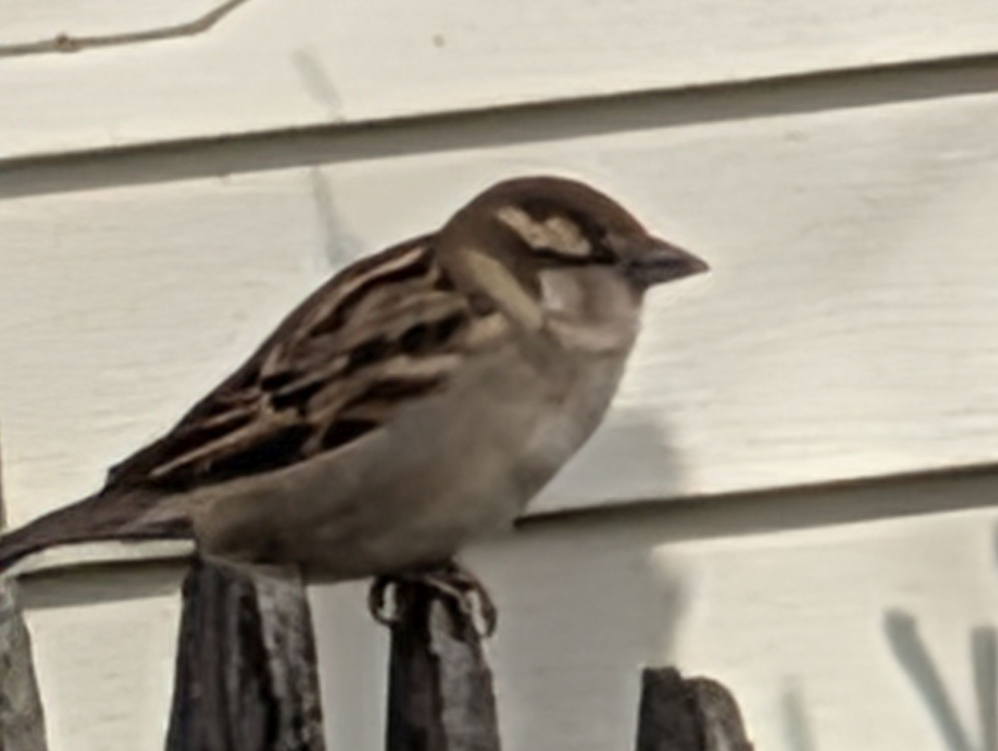 Google Pixel 10 Pro XL 100x sample.