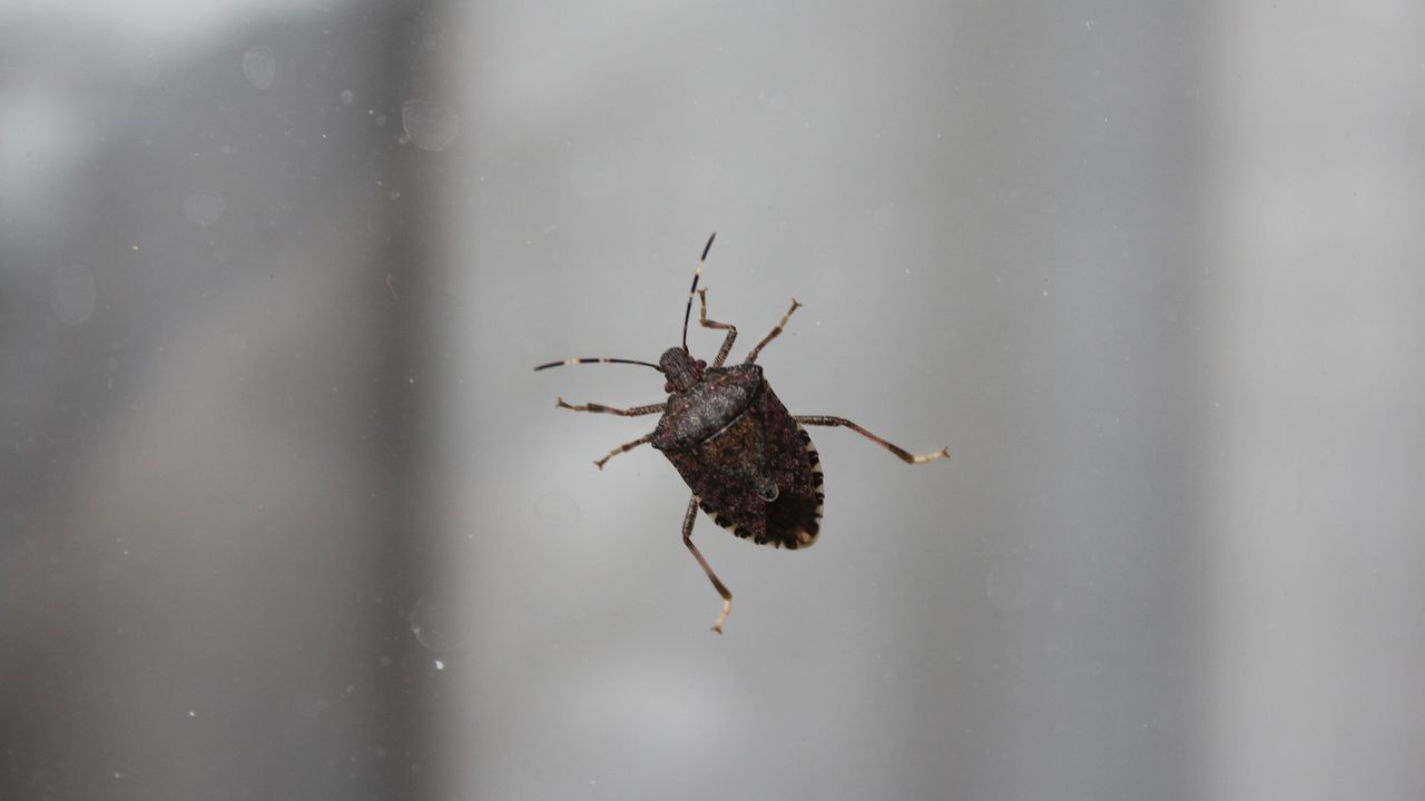 Stink bug on window