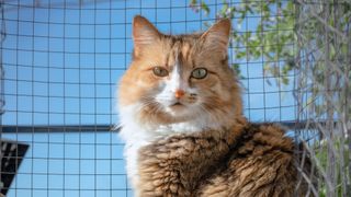 Cute cat in catio in roof garden patio looking at camera.