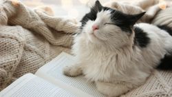 Adorable cat lying near open book on knitted blanket