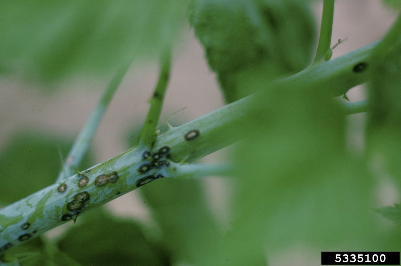 Anthracnose On Blackberry Vine