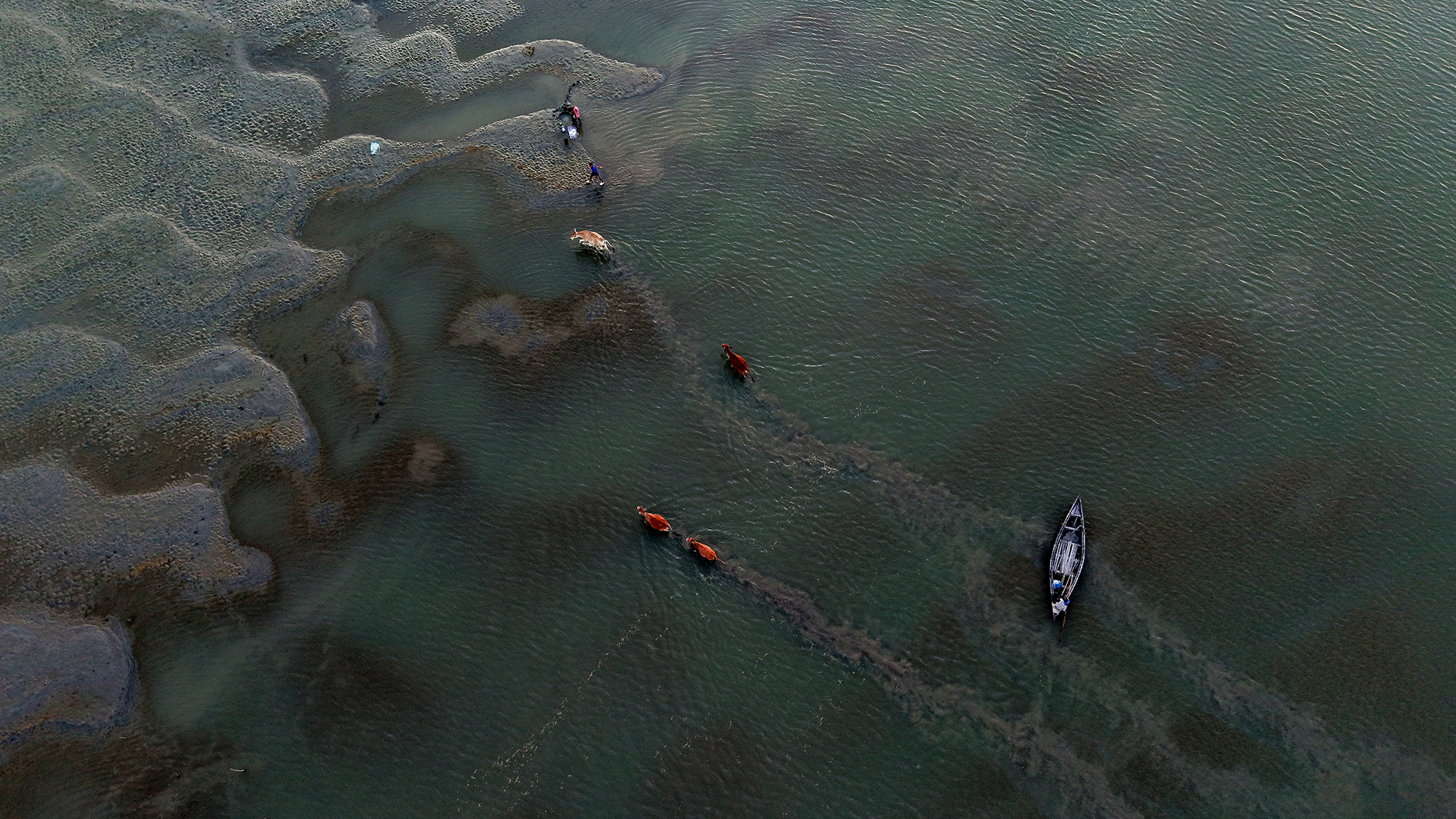 Cattle cross the Brahmaputra River on the outskirts of Guwahati, India