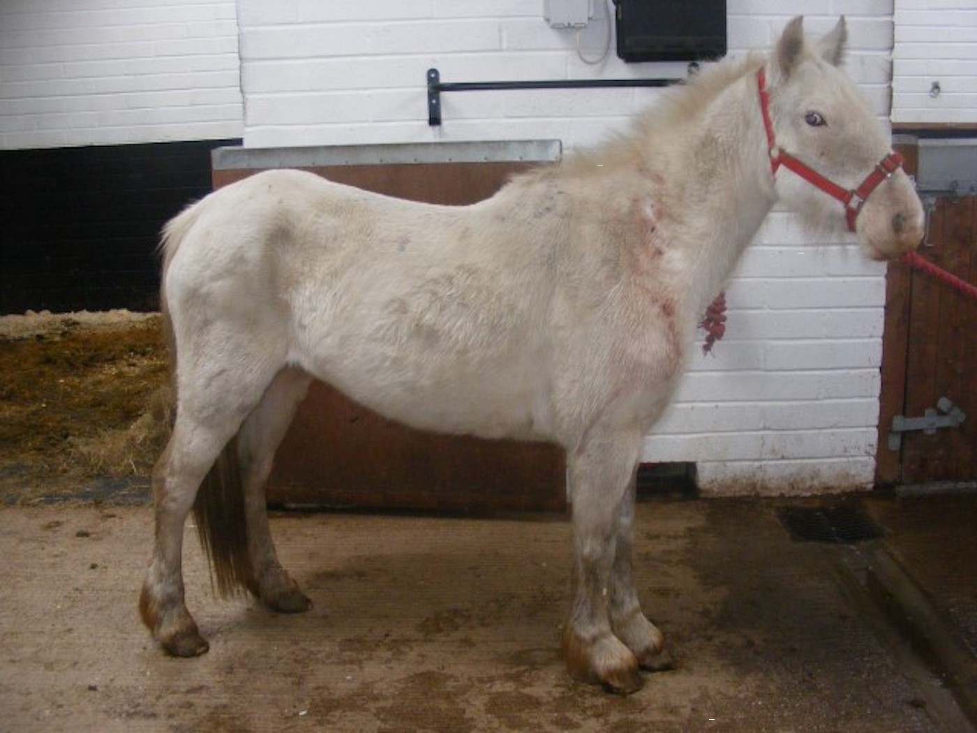 companion pony
