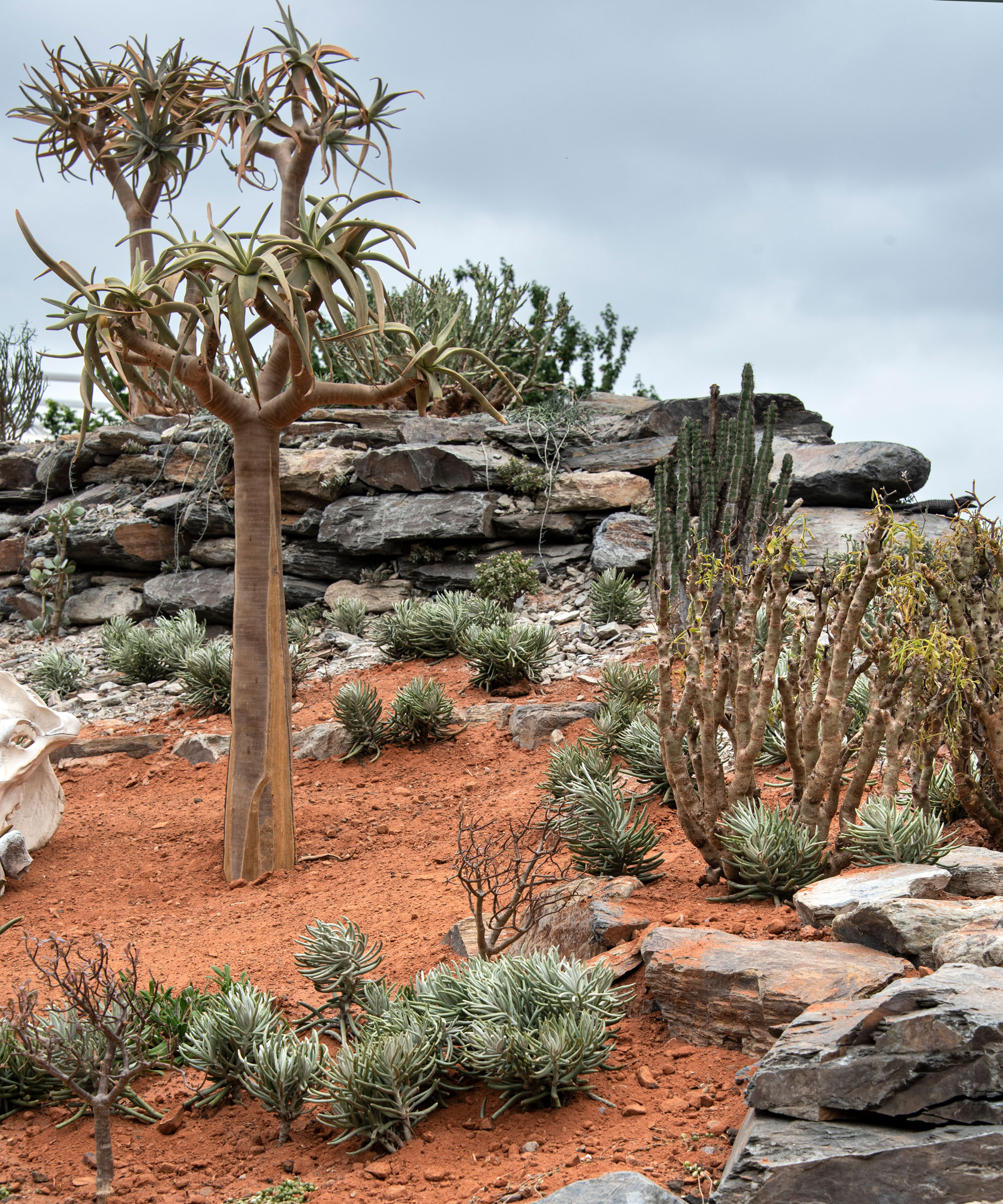 desert landscaping with rocks and sandy soil, cacti and succulent plants, and one larger tree