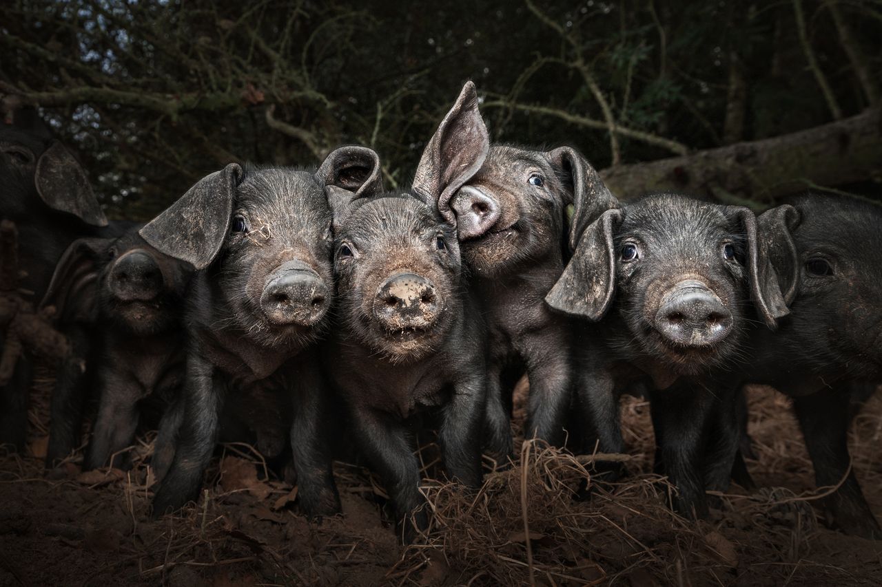 A group of playful piglets covered in dirt stands close together, with one piglet playfully tilting its ear against another