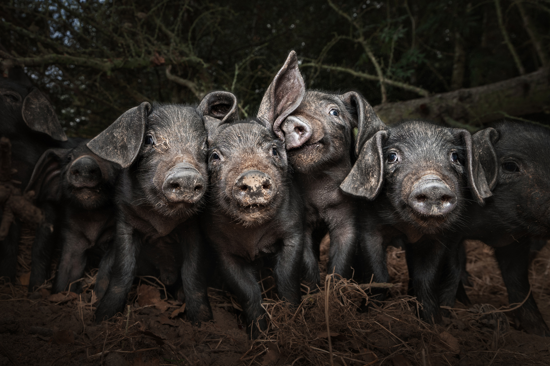 A group of playful piglets covered in dirt stands close together, with one piglet playfully tilting its ear against another