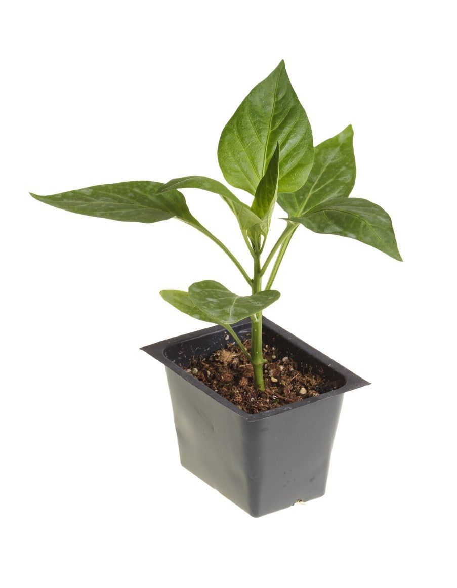 pepper seedling