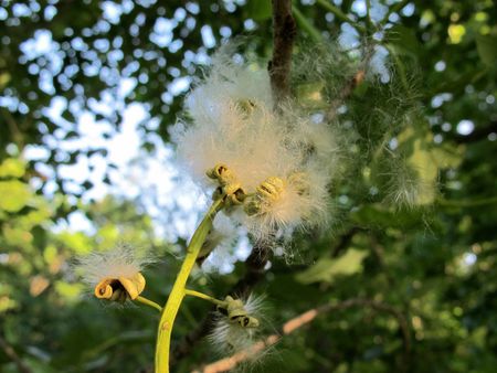 swamp cottonwood