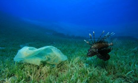 Fish in the North Pacific Ocean region are estimated to ingest anywhere from 12,000 to 24,000 tons of plastic each year. 