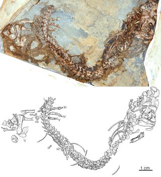 The fossilized skeleton of Eocasea martini, found near Hamilton, Kan.
