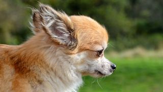 Close up of Chihuahua side profile