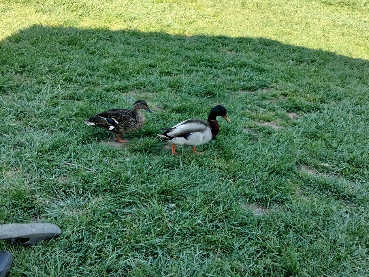 OnePlus Nord N20 camera sample 2x zoom