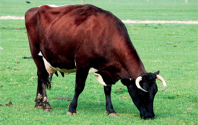 Numbers of Gloucester cattle are up, but not by enough to promote them out of the ‘vulnerable’ category